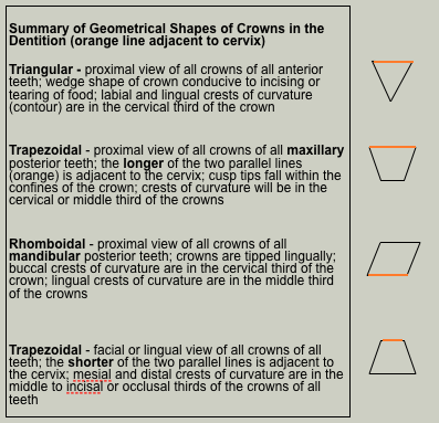Geometric shapes of crowns.png